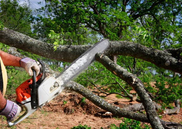 Why Choose Our Tree Removal Services in Mountain Home, AR?